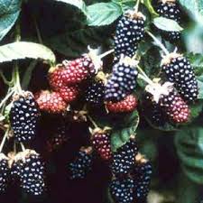 Rubus `chester`<br /> 